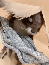 Yokai Doll：Kawauso（Otter Yokai） / 獺（かわうそ）